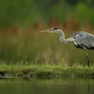 80184564 Grey Heron - stalking alongside small pool 80184564 Grey Heron - stalking alongside small pool