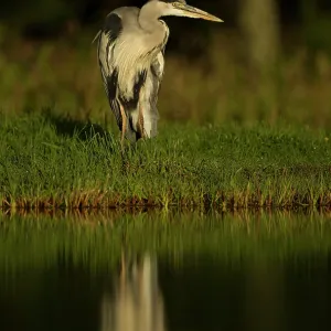 80184565 Grey Heron - by pool - August Aviemore 80184565 Grey Heron - by pool - August Aviemore