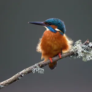 80184567 Common Kingfisher - male on branch - Spring 80184567 Common Kingfisher - male on branch - Spring