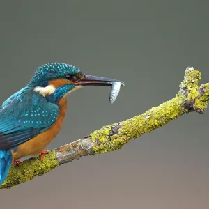 80184568 Common Kingfisher - male on branch with 80184568 Common Kingfisher - male on branch with