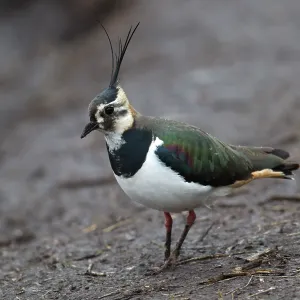 80184569 Northern Lapwing - adult foraging - Winter 80184569 Northern Lapwing - adult foraging - Winter