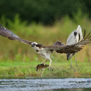 80184571 Osprey - in flight with trout prey in talons 80184571 Osprey - in flight with trout prey in talons