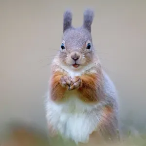 80184574 Red Squirrel - eating nut - Winter Aviemore 80184574 Red Squirrel - eating nut - Winter Aviemore