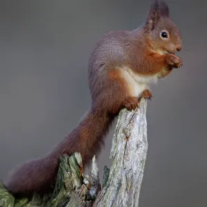 80184575 Red Squirrel - eating nut - Winter Aviemore 80184575 Red Squirrel - eating nut - Winter Aviemore