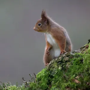 80184576 Red Squirrel - Winter Aviemore, Scotland 80184576 Red Squirrel - Winter Aviemore, Scotland