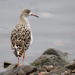 80184578 Ruff - adult on shoreline - Winter Martin 80184578 Ruff - adult on shoreline - Winter Martin