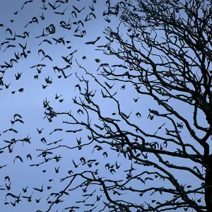 80184581 Starlings - departing tree before roosting 80184581 Starlings - departing tree before roosting
