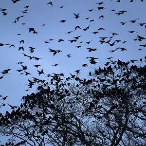 80184582 Starlings - departing tree before roosting 80184582 Starlings - departing tree before roosting