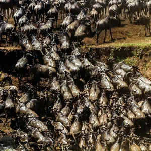 80185855 Wildebeest - crossing Mara River Masai 80185855 Wildebeest - crossing Mara River Masai