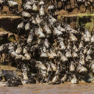 80185856 Wildebeest - crossing Mara River Masai 80185856 Wildebeest - crossing Mara River Masai