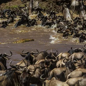 80185857 Wildebeest - crossing Mara River with Nile 80185857 Wildebeest - crossing Mara River with Nile