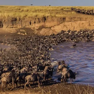 80185859 Wildebeest - crossing Mara River Masai 80185859 Wildebeest - crossing Mara River Masai