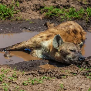 80185860 Spotted Hyenas - resting in puddle Masai 80185860 Spotted Hyenas - resting in puddle Masai
