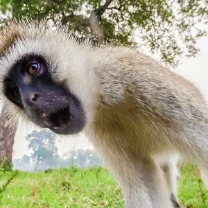 80185861 Vervet Monkey Masai Mara National Reserve 80185861 Vervet Monkey Masai Mara National Reserve