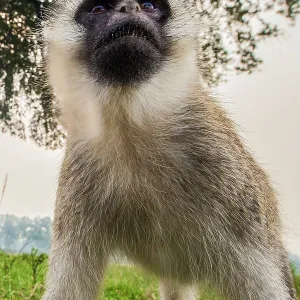 80185862 Vervet Monkey Masai Mara National Reserve 80185862 Vervet Monkey Masai Mara National Reserve