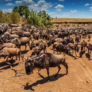 80185864 Wildebeest - with Zebras (Equus quagga) 80185864 Wildebeest - with Zebras (Equus quagga)