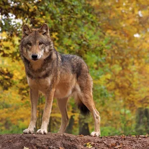 80185923 European Wolf - Autumn - controlled conditions