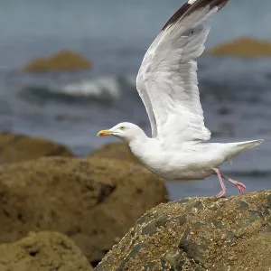 80186181 Herring Gull - taking off - August Shell 80186181 Herring Gull - taking off - August Shell