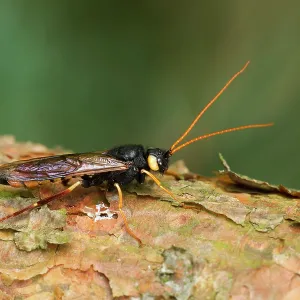 80186182 Horntail - also known as the giant wood 80186182 Horntail - also known as the giant wood
