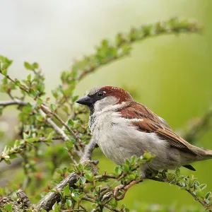 80186183 House Sparrow - male perched on top of 80186183 House Sparrow - male perched on top of