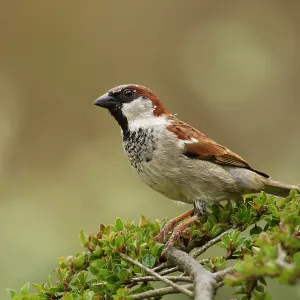 80186184 House Sparrow - male perched on top of 80186184 House Sparrow - male perched on top of