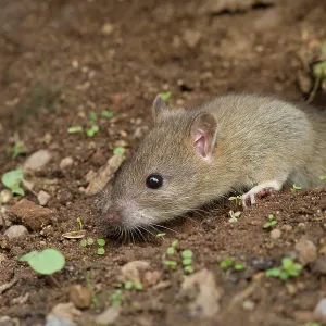80186185 Brown Rat - coming out of an hole in the 80186185 Brown Rat - coming out of an hole in the