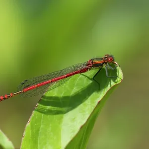 80186186 Large Red Damselfly - resting on vegetation 80186186 Large Red Damselfly - resting on vegetation
