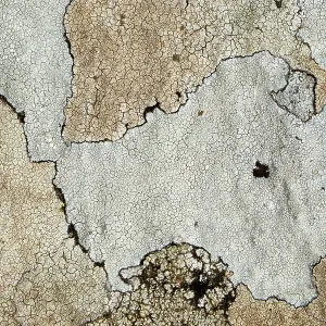 80186187 Map lichen - closeup showing detail and 80186187 Map lichen - closeup showing detail and