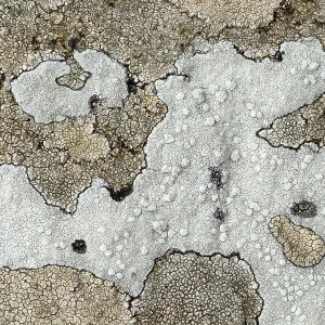 80186188 Map lichen - closeup showing detail and 80186188 Map lichen - closeup showing detail and