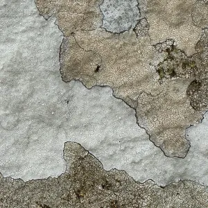 80186189 Map lichen - closeup showing detail and 80186189 Map lichen - closeup showing detail and