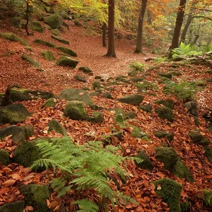 80186191 Padley Gorge - woodland in autumn - October 80186191 Padley Gorge - woodland in autumn - October