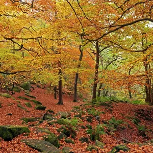 80186192 Padley Gorge - woodland in autumn - October 80186192 Padley Gorge - woodland in autumn - October