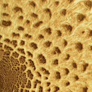 80186193 Parosol mushroom - closeup of the cap showing 80186193 Parosol mushroom - closeup of the cap showing