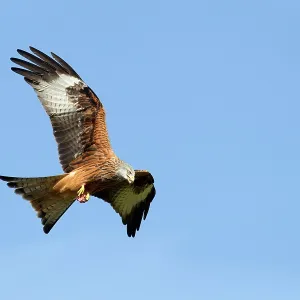 80186194 Red Kite - in flight while carrying some 80186194 Red Kite - in flight while carrying some