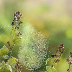 80186197 Spiders web covered in early morning dew 80186197 Spiders web covered in early morning dew
