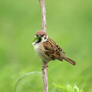 80186199 Tree Sparrow - perched on some vegetation 80186199 Tree Sparrow - perched on some vegetation