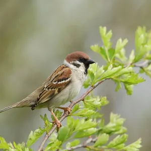80186200 Tree Sparrow - perched on a small branch 80186200 Tree Sparrow - perched on a small branch