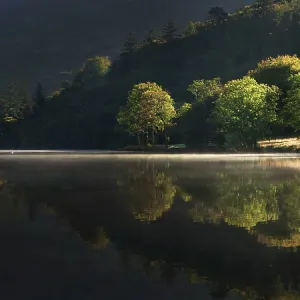 80186201 Trees along the banks of Llyn Gwynant being 80186201 Trees along the banks of Llyn Gwynant being