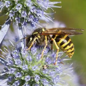 80186203 Common Wasp - feeding on a thistle flower 80186203 Common Wasp - feeding on a thistle flower