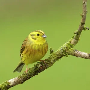 80186204 Yellowhammer - perched on a lichen covered 80186204 Yellowhammer - perched on a lichen covered