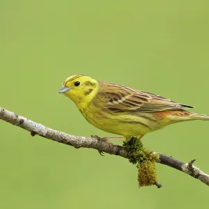 80186205 Yellowhammer - perched on a lichen covered 80186205 Yellowhammer - perched on a lichen covered
