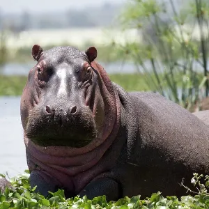 80186858 Hippopotamus - half out of water looking 80186858 Hippopotamus - half out of water looking