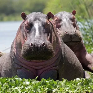80186859 Two Hippopotamus half in water facing photographer 80186859 Two Hippopotamus half in water facing photographer