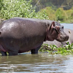 80186860 One hippo emerged standing Lake Naivasha 80186860 One hippo emerged standing Lake Naivasha