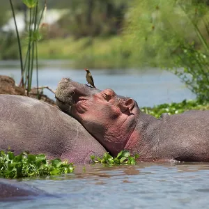 80186861 Hippo with oxpecker on head resting on 80186861 Hippo with oxpecker on head resting on