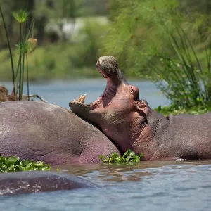 80186862 Partly submerged hippo yawning Lake Naivasha 80186862 Partly submerged hippo yawning Lake Naivasha