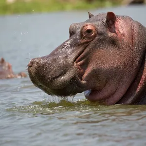 80186863 Hippo - close up of head Lake Naivasha 80186863 Hippo - close up of head Lake Naivasha