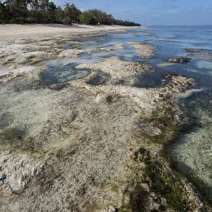 80186934 Reef with rock pools at low tide off Mombasa 80186934 Reef with rock pools at low tide off Mombasa