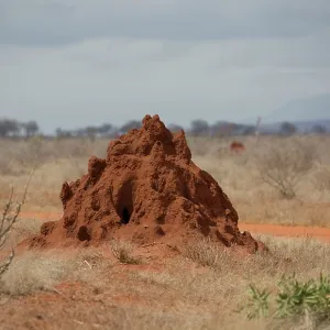 80186948 Termite hill Tsavo East National Park 80186948 Termite hill Tsavo East National Park
