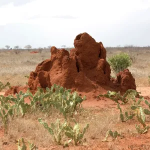 80186950 Prickly pear an alien invader near termite 80186950 Prickly pear an alien invader near termite
